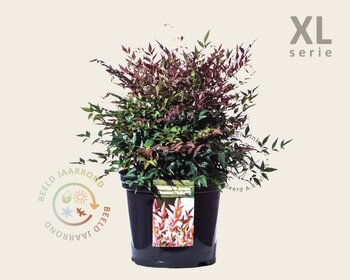 Nandina domestica 'Obsessed' - XL