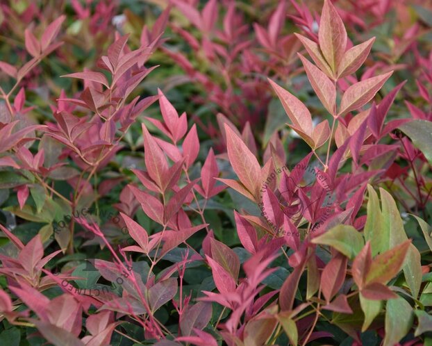 Nandina domestica 'Obsessed' - XL