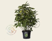 Aucuba japonica 'Variegata' - XL