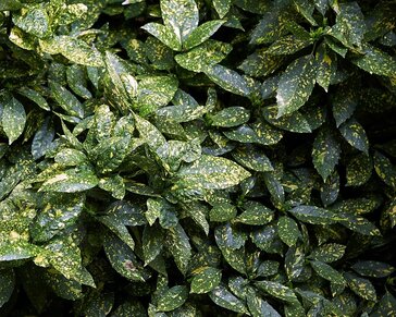 Aucuba japonica 'Variegata' - XL
