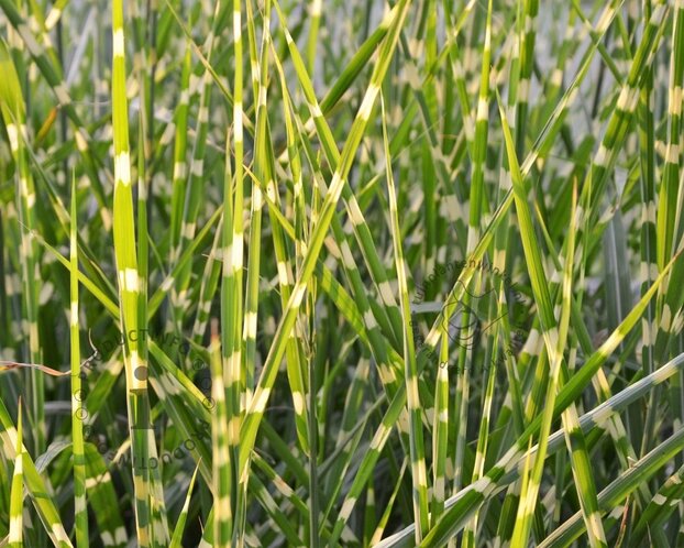 Miscanthus sinensis 'Strictus' - XL