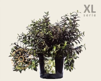 Weigela 'Black & White' - XL