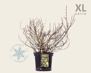 Weigela 'Black & White' - XL