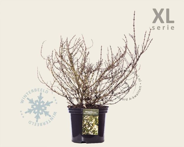 Weigela 'Black & White' - XL