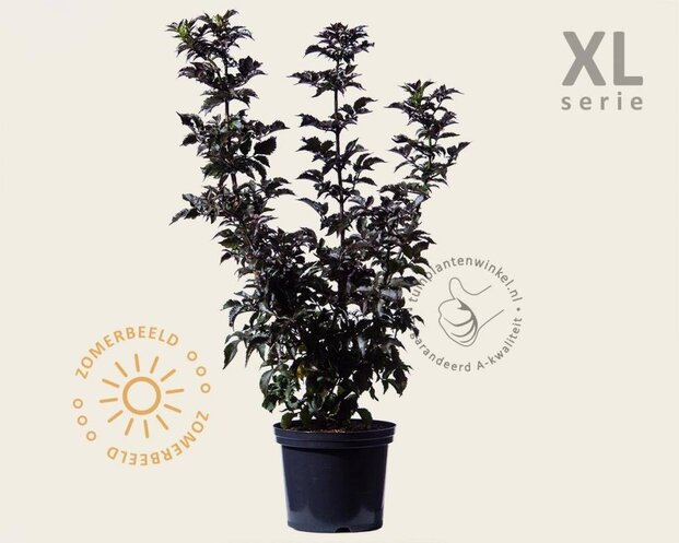 Sambucus nigra 'Black Tower' - XL