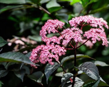 Sambucus nigra 'Black Tower' - XL