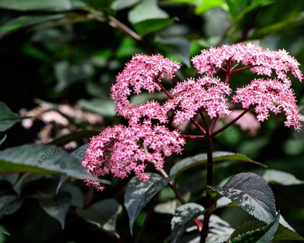 Sambucus nigra 'Black Tower' - XL