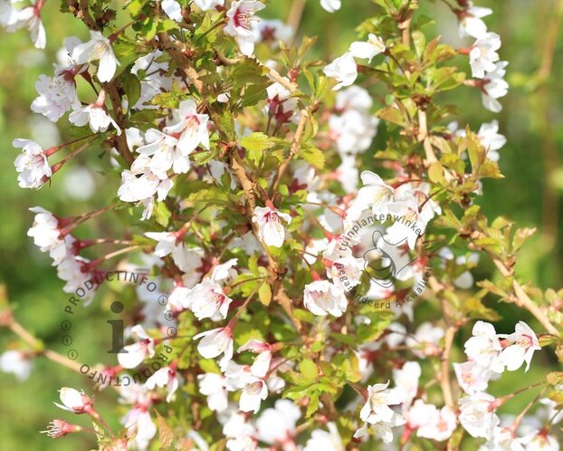 Prunus incisa 'Kojou-no-mai' 50/60 - XL