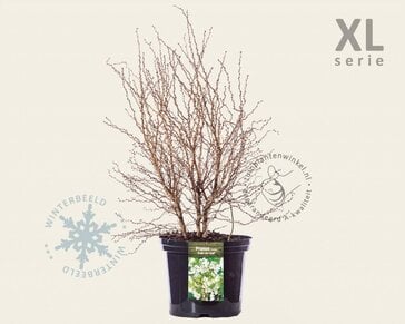 Prunus incisa 'Kojou-no-mai' 50/60 - XL