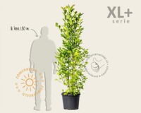 Magnolia kobus - XL+
