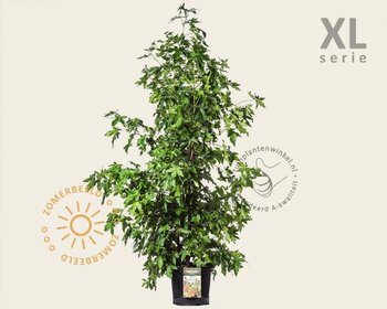 Liquidambar styraciflua - XL