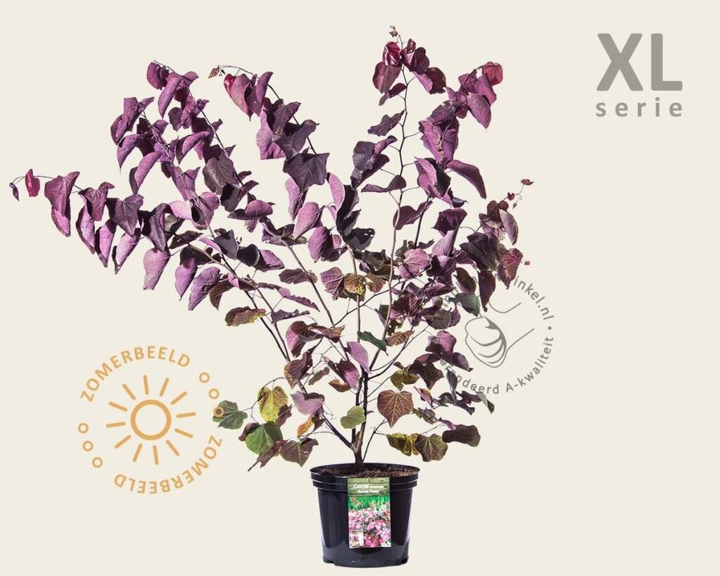 Cercis canadensis 'Forest Pansy' - XL