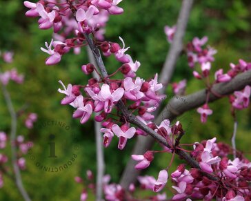 Cercis canadensis 'Forest Pansy' - XL