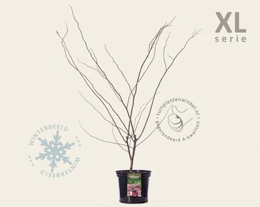 Cercis canadensis 'Forest Pansy' - XL