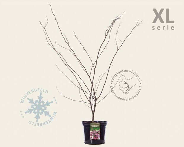 Cercis canadensis 'Forest Pansy' - XL