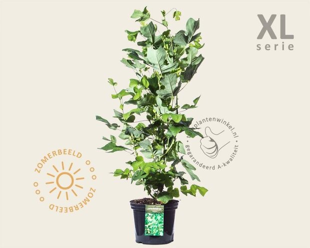 Liriodendron tulipifera - XL