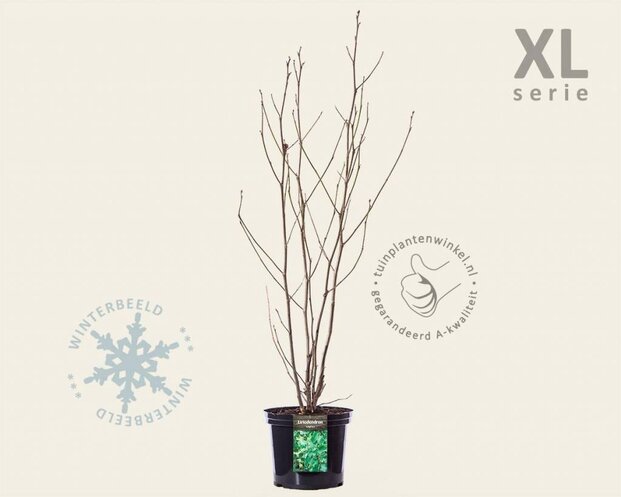 Liriodendron tulipifera - XL