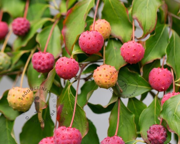Cornus kousa 'China Girl' - XL