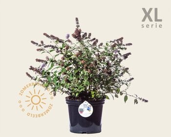 Buddleja davidii 'Blue Chip' - XL