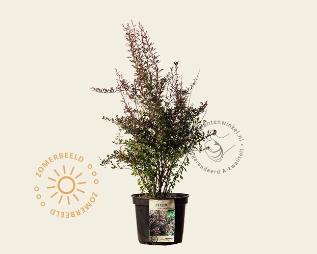 Berberis thunbergii 'Atropurpurea' - XL