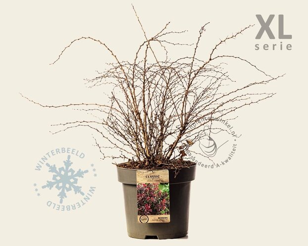 Berberis thunbergii 'Atropurpurea' - XL
