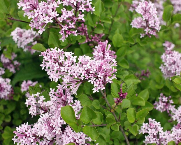 Syringa meyeri 'Palibin' - XL