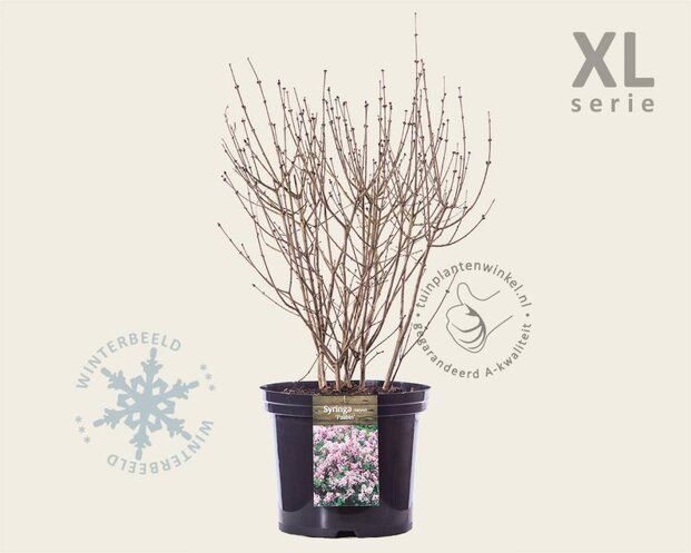Syringa meyeri 'Palibin' - XL