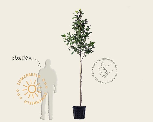 Diospyros kaki 'Nikita's Gift' - hoogstam
