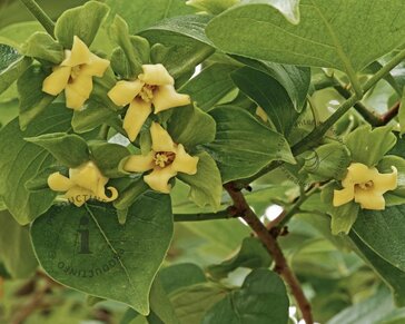Diospyros kaki 'Nikita's Gift' - hoogstam
