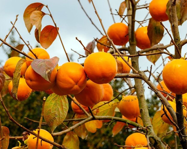 Diospyros kaki 'Nikita's Gift' - hoogstam