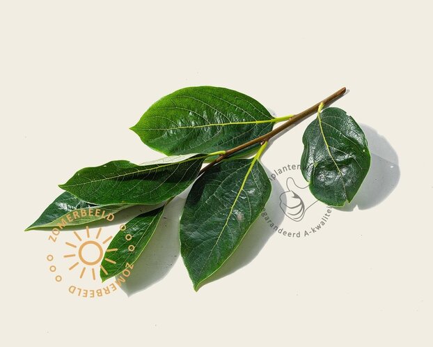 Diospyros kaki 'Nikita's Gift' - hoogstam