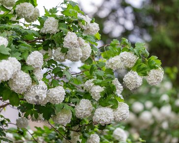 Viburnum opulus 'Roseum' - XL