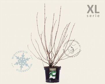 Viburnum opulus 'Roseum' - XL