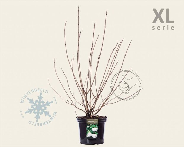 Viburnum opulus 'Roseum' - XL