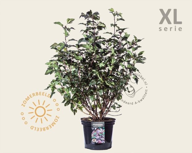 Physocarpus opulifolius 'Diabolo' - XL