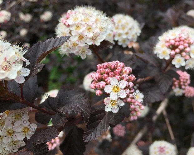 Physocarpus opulifolius 'Diabolo' - XL
