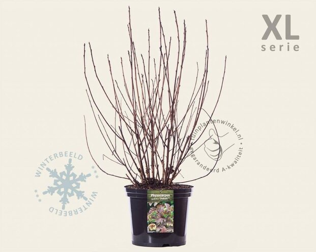 Physocarpus opulifolius 'Diabolo' - XL