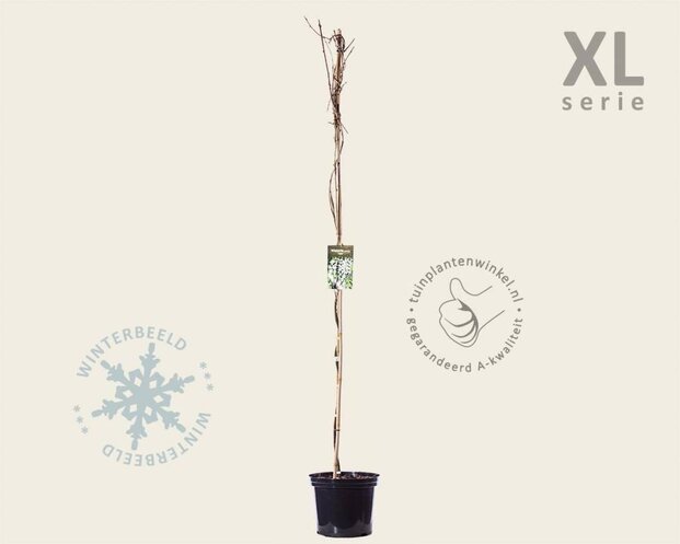 Wisteria sinensis 'Alba' - XL