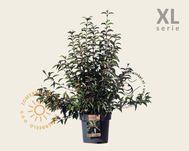 Viburnum farreri 'December Dwarf' - XL