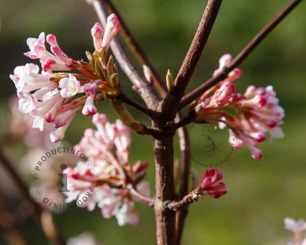Viburnum farreri 'December Dwarf' - XL