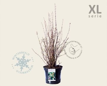 Viburnum farreri 'December Dwarf' - XL