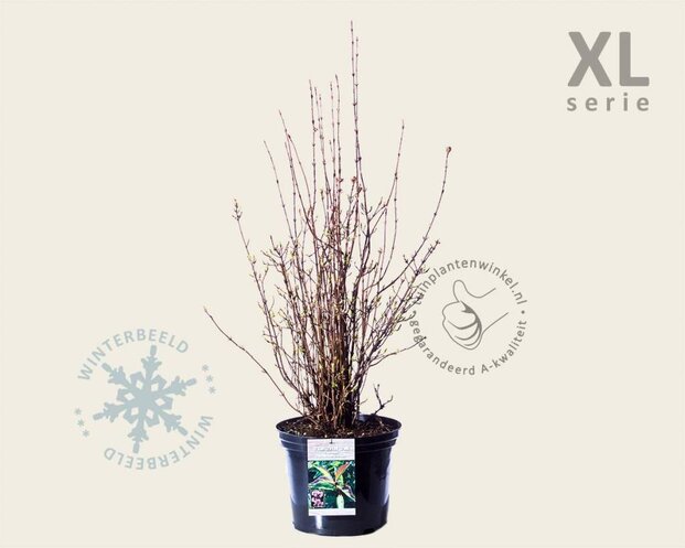 Viburnum farreri 'December Dwarf' - XL