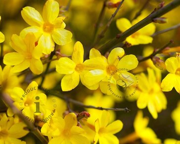 Jasminum nudiflorum - XL