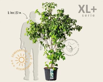 Cornus kousa chinensis - XL+