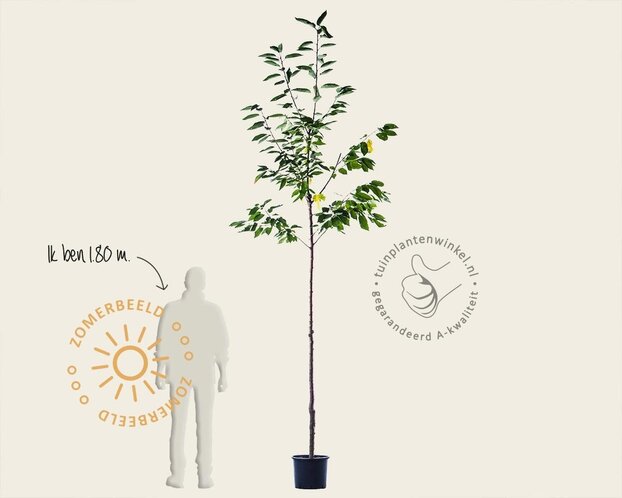 Prunus avium 'Stella' - hoogstam
