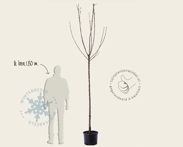 Prunus avium 'Stella' - hoogstam