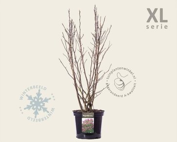 Magnolia 'Susan' - XL