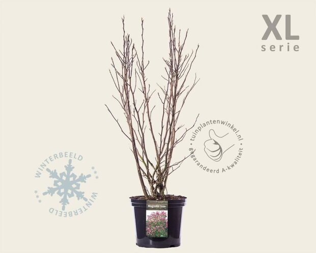 Magnolia 'Susan' - XL