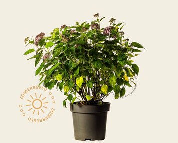 Hydrangea arborescens 'Ruby Annabelle' - XL image