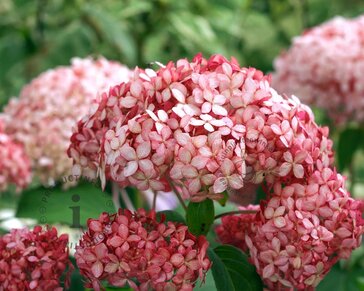 Hydrangea arborescens 'Ruby Annabelle' - XL
